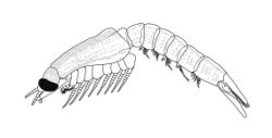 Acanthomysis platycauda (10.1590-2358-2936e2018037) Figure 3 (cropped).jpg