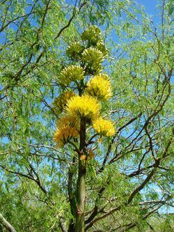 Agave-chrysantha-20080330.JPG