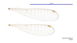 Agriocnemis dobsoni female wings (34787754936).jpg