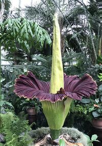 "a large inflorescence"