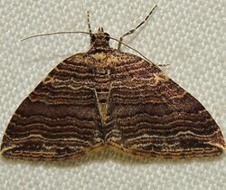 Anticlea multiferata - Many-lined Carpet Moth (16082422521).jpg