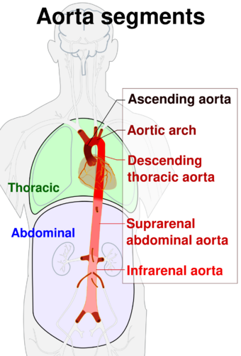 Aorta segments.svg