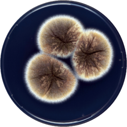 Aspergillus miraensis cya.png