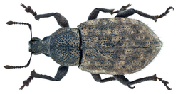 Barynotus obscurus (Fabricius, 1775) (10461133836).png