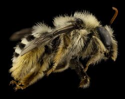 Bee eucerine, f, chile, angle 2014-08-09-13.54.50 ZS PMax (15634602861).jpg