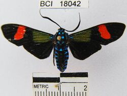 Belemnia inaurata.JPG