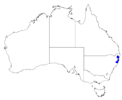 Boronia chartacea DistMap21.png