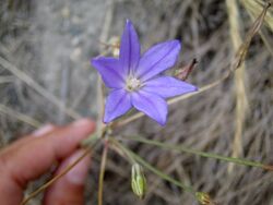 Brodiaeafilifolia.jpg