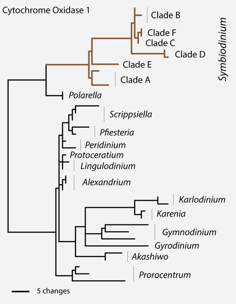 File:CO1 Phylogeny.png