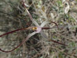 Caladenia horistes.jpg