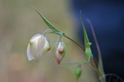 Calochortus albus flowers.jpg