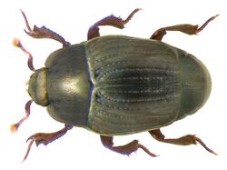 Carcinops pumilio (Erichson, 1834) (3232044984).jpg