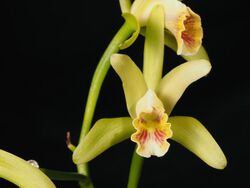 Cattleya mooreana (15346290357).jpg