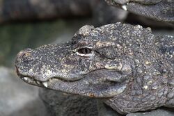 An up-close view of the left side of the Chinese alligator's head