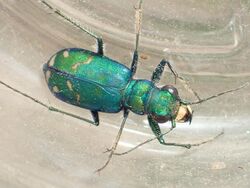 Cicindela pugetana 41110244.jpg