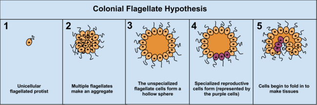 ColonialFlagellateHypothesis.png