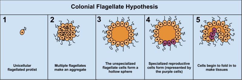 File:ColonialFlagellateHypothesis.png