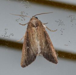 Condica videns - White-dotted Groundling Moth (15139497502).jpg