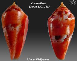 Conus corallinus 1.jpg