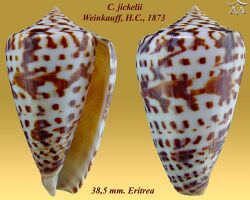 Conus jickelii 2.jpg