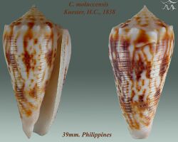Conus moluccensis 1.jpg