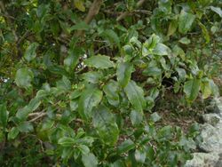 Coprosma tenuifolia 11.JPG