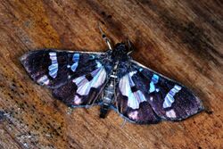 Crambid Moth (Desmia bajulalis) (8371439840).jpg