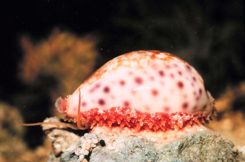 File:Cypraea chinensis with partially extended mantle.jpg