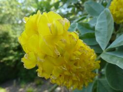 Cytisus battandieri 'Pineapple broom' (Leguminosae) flower.JPG