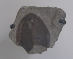 Dartmuthia gemmifera AMNH 8465.jpg