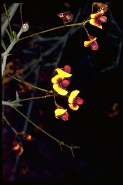 Daviesia bursarioides.jpg