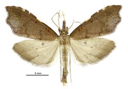 Deana hybreasalis male.jpg