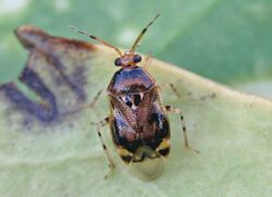 Deraeocoris punctulatus01.jpg