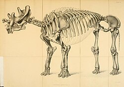 Dinocerata (Pl. LVI) (7159109198).jpg