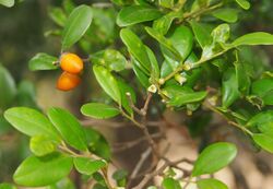 Diospyros humilis fruit foliage and flowers.jpg