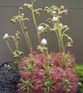 Drosera nitidula.jpg