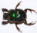 Dung Beetle (Helictopleurus giganteus) (8436619870).jpg