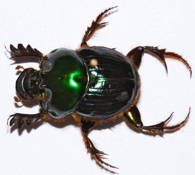 File:Dung Beetle (Helictopleurus giganteus) (8436619870).jpg
