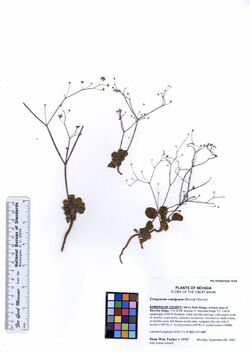 Eriogonum contiguum (6054252806).jpg