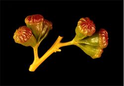 Eucalyptus griffithsii buds.jpg