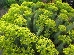 Euphorbia rigida - 02.jpg