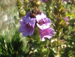 Euphrasia lasianthera.jpg