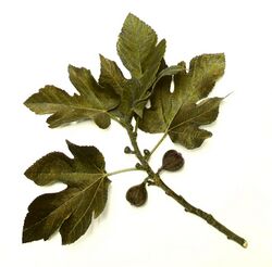 Fig tree leaves.jpg