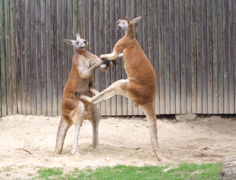 File:Fighting red kangaroos 2.jpg