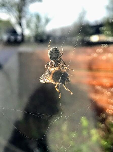 File:Fly captured by spider in web.jpg