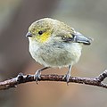 Forty-spotted Pardalote- Cape Queen Elizabeth Track.jpg
