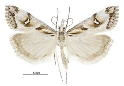 Gadira leucophthalma male.jpg