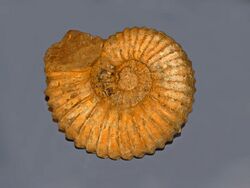 Gasteropods - Ammonites - Mantelliceras tuberculatum.JPG