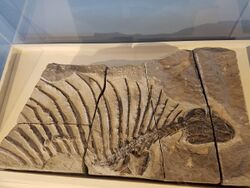 Gordodon fossil.jpg
