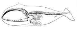 Drawing of long backbone, 13 ribs (two vestigial) large, curved upper and lower jawbones that occupy a third of the body, four multijointed "fingers" inside pectoral fin and connecting bone, enclosed in body outline